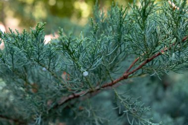 Çam şube makro shot
