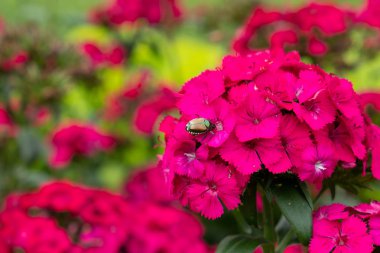 Kırmızı çiçekler Beetle