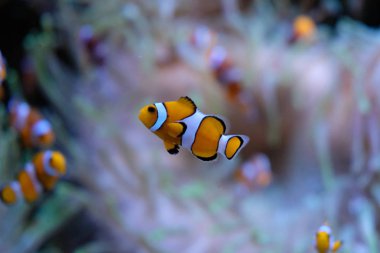 Arka planda beyaz anemon tek Clownfish