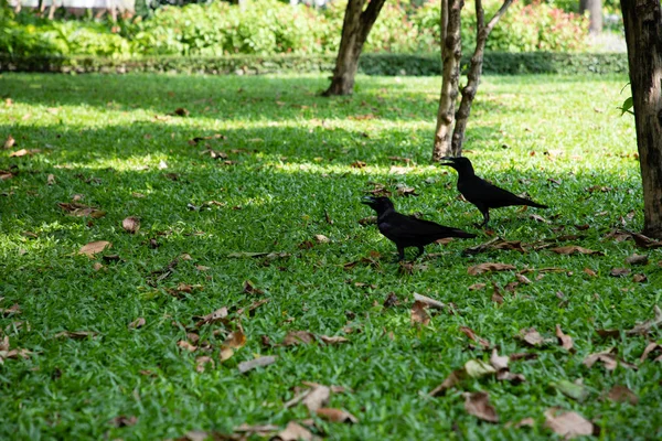 View of two crows over a green grass field with brown leaves — Stock Photo, Image