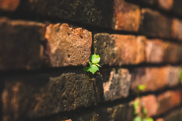 Nahaufnahme eines grünen Keims, der aus einer alten braunen Wand aus Knüppel wächst — Stockfoto