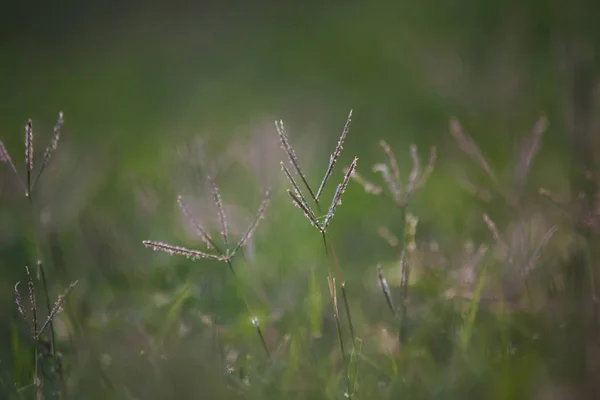 Grass with blurred perspective — Stock Photo, Image