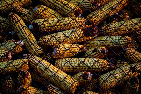 Tekintettel a kukorica cob egy dobozban fémes kapzsiság — Stock Fotó