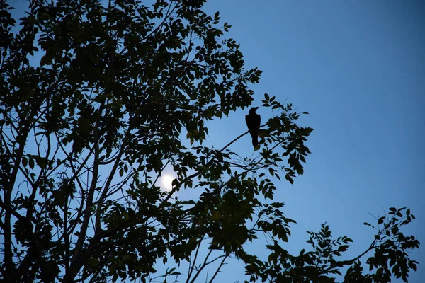 Low angle view of the silhouette of a tree with a raven on a branch and the blue sky and sun in the background — Stock Photo, Image