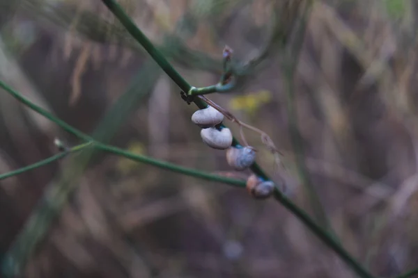Grupo de caracoles en la misma rama arbustiva —  Fotos de Stock