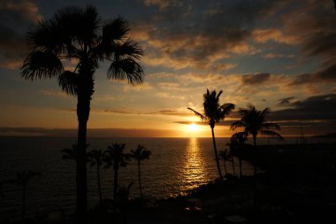 Deniz üzerinde güzel günbatımı ve palmiye ağaçları