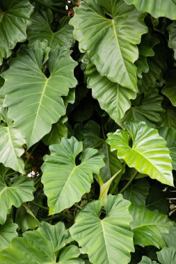 Yukarıdakinden büyük tropikal yeşil yaprakları görünümü