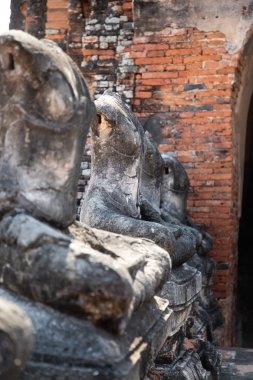 Ayutthaya 'daki harap tapınağında yer alan antik taş Buddha heykellerinin yakın olması