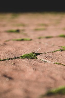Fayans arasında yeşil yosun gösteren