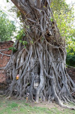 Ayutthaya ağaç kökleri altında antik taş Buddha Başkanı görünümü