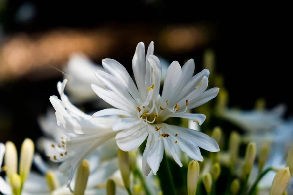 Flor blanca margarita fondo borroso — Foto de Stock