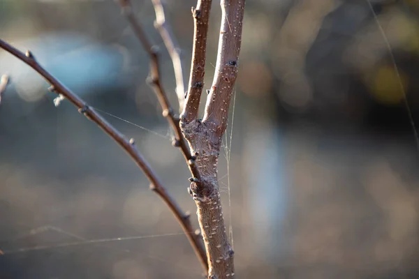 Primer plano de la rama del árbol con cuerdas de tela de araña —  Fotos de Stock