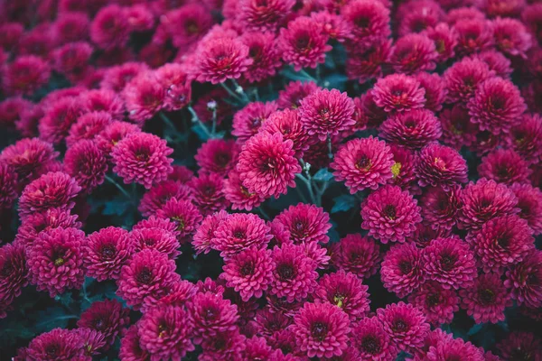 Dark pink flowers from above