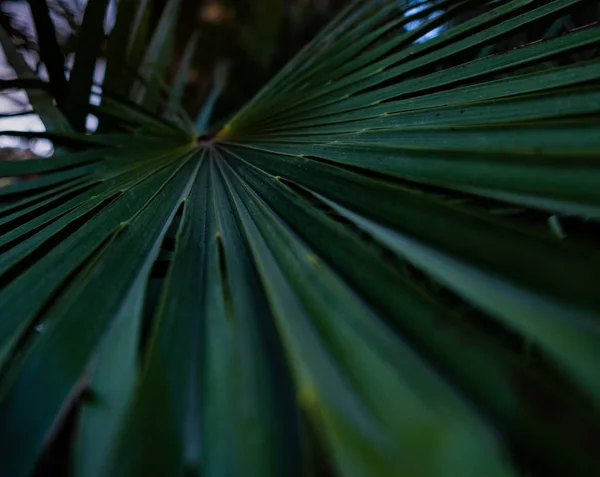 Palm tree leaf macro