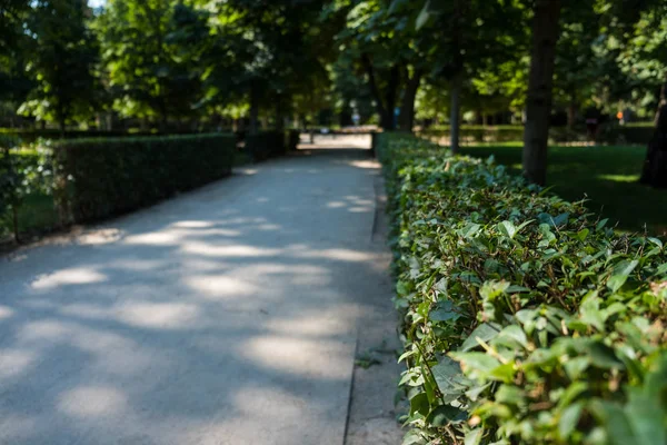 Path walk of a park with green vegetation and trees
