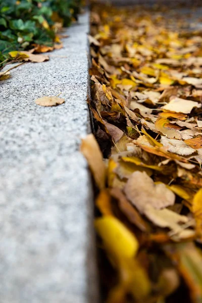 Niski kąt widzenia bocznego spaceru pokryte jesiennych liści — Zdjęcie stockowe