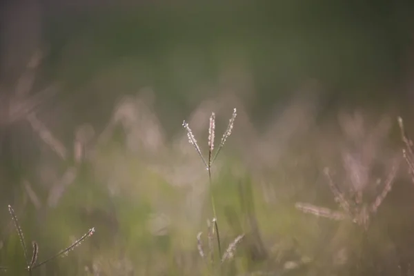 Grass with blurred perspective — Stock Photo, Image