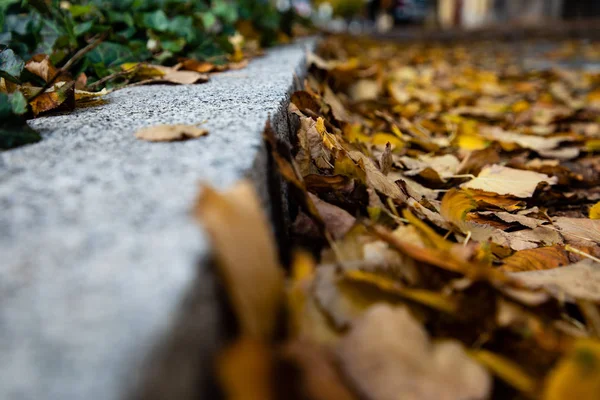 Niski kąt widzenia bocznego spaceru pokryte jesiennych liści — Zdjęcie stockowe