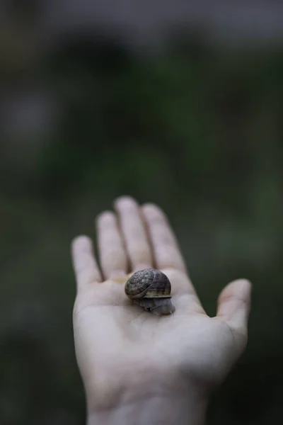 여자 손 들고 달팽이 야외 클로즈업 샷 — 스톡 사진
