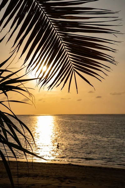 Coucher de soleil tropical avec la mer et les feuilles de palmier silhouettes — Photo