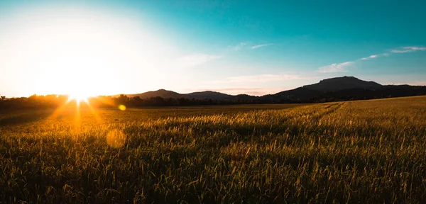 Sunset Wheat Field Mountain Background Copy Space — Stock Photo, Image