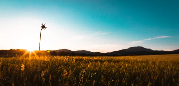 Sunset Wheat Field Mountain Background Copy Space — Stock Photo, Image