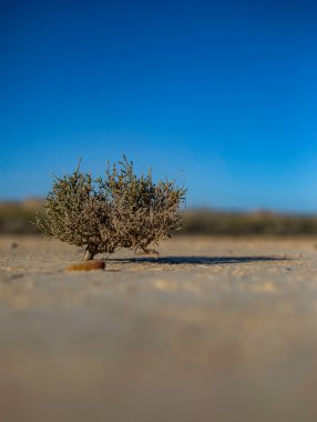 Çatlakları kopya alanı ile bulanıklaşmış kuru çölde yapayalnız bir ağaç.