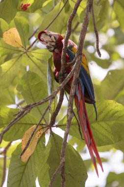 Kosta Rika kızıl macaw tropikal kuş