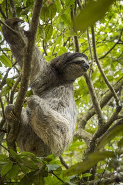 Three-toed sloth in Costa Rica. Tropical animal.  clipart