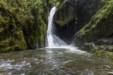 Şelale Savegre Nehri, Los quetzales ulusal parkı San Gerardo de Dota, Kosta Rika