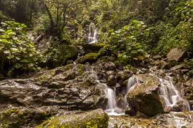 Şelale Savegre Nehri, Los quetzales ulusal parkı San Gerardo de Dota, Kosta Rika