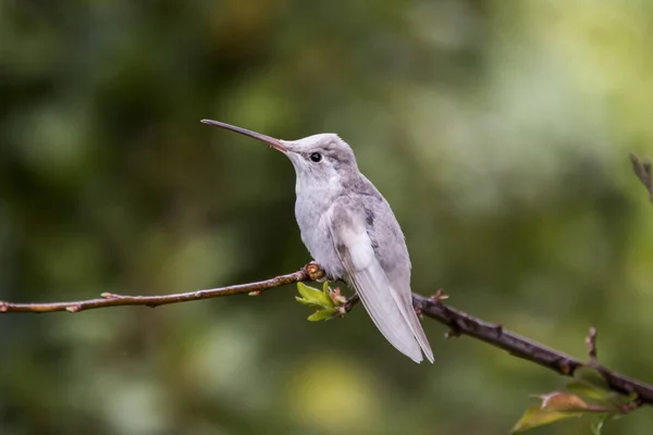 Seltener Weißer Leukämischer Prachtkolibri Eugenes Spectabilis San Gerardo Dota Vögel — Stockfoto