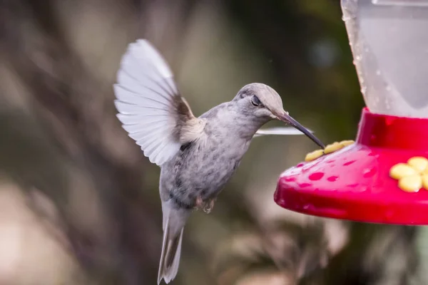 Rare white Leucistic Magnificent Hummingbird (Eugenes spectabilis) San Gerardo de Dota, Birds of Costa Rica