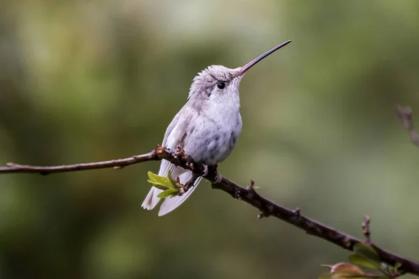 Rare white Leucistic Magnificent Hummingbird (Eugenes spectabilis) San Gerardo de Dota, Birds of Costa Rica