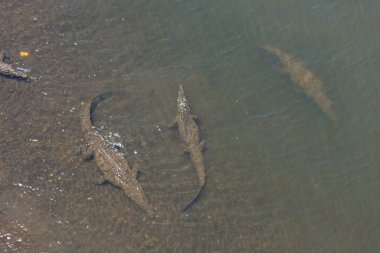 Amerikan timsahları, timsah akutusu, nehirdeki hayvanlar. Doğadan vahşi yaşam sahnesi. Güneş altında dinlenen sürüngenler Tarcoles, Kosta Rika.