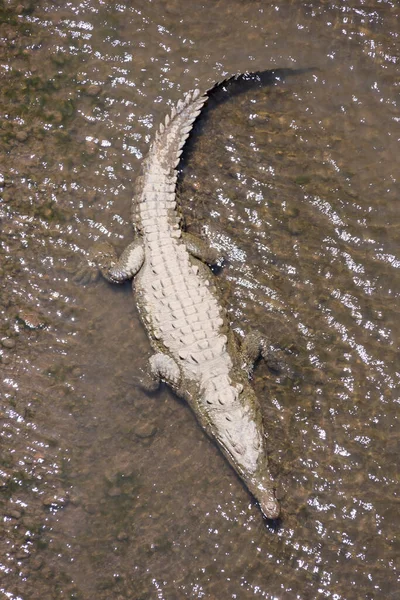 Coccodrilli Americani Crocodylus Acutus Animali Nel Fiume Scena Della Fauna — Foto Stock
