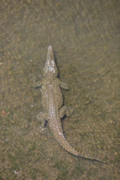 Amerikanische Krokodile Crocodylus Acutus Tiere Fluss Wildszene Aus Der Natur — Stockfoto