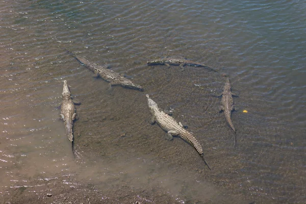 Coccodrilli Americani Crocodylus Acutus Animali Nel Fiume Scena Della Fauna — Foto Stock