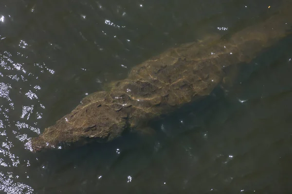 Coccodrilli Americani Crocodylus Acutus Animali Nel Fiume Scena Della Fauna — Foto Stock