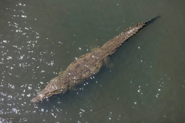 Crocodilos Americanos Crocodylus Acutus Animais Rio Cena Vida Selvagem Natureza — Fotografia de Stock