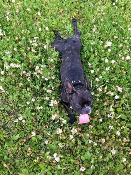 French Bulldog Summer Grass — Stock Photo, Image