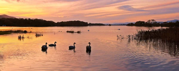 Łabędzie Pływają Zachodzie Słońca Lough Leane Killarney Kerry Irlandia — Zdjęcie stockowe