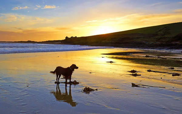 Howe Strand, Kilbrittain, Co.Cork sahilde Köpek