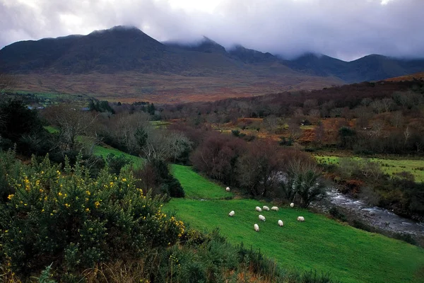 Ovce Stínu Pohoří Macgillycuddys Kerry Irsko — Stock fotografie