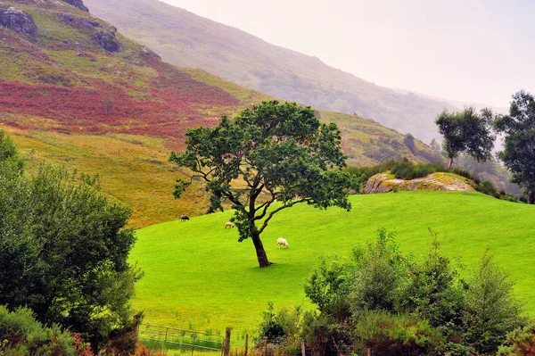 Malowniczy Krajobraz Ring Kerry Irlandia — Zdjęcie stockowe