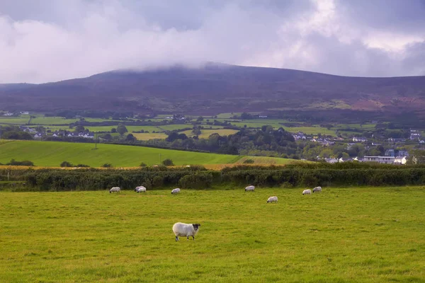 Kühlende Berge Louth Irland — Stockfoto