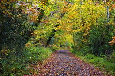 Tourmakeady Forest, Co.Mayo, İrlanda