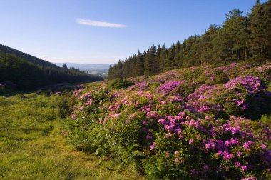 Comeragh Dağları güzellik noktası, Co.Waterford, İrlanda