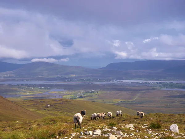 Schapen Grazen Achill Island Mayo Ierland — Stockfoto