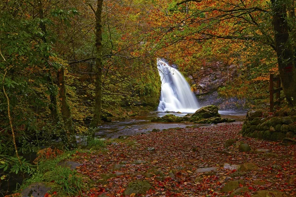 Tourmakady Forest Trail Mayo Irlanda —  Fotos de Stock